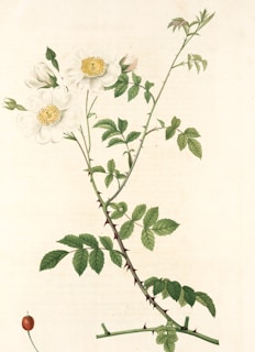 A botanical illustration of a flowering plant with white blossoms and green leaves. The stems are slender with thorns, and the flowers have soft petals with yellow centers. The detailing includes various stages of the plant's growth from bud to full bloom, set against a neutral background.