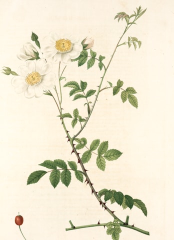 A botanical illustration of a flowering plant with white blossoms and green leaves. The stems are slender with thorns, and the flowers have soft petals with yellow centers. The detailing includes various stages of the plant's growth from bud to full bloom, set against a neutral background.