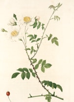 A botanical illustration of a flowering plant with white blossoms and green leaves. The stems are slender with thorns, and the flowers have soft petals with yellow centers. The detailing includes various stages of the plant's growth from bud to full bloom, set against a neutral background.