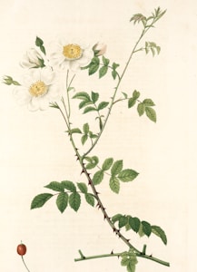 Oshibana Floral Art Piece