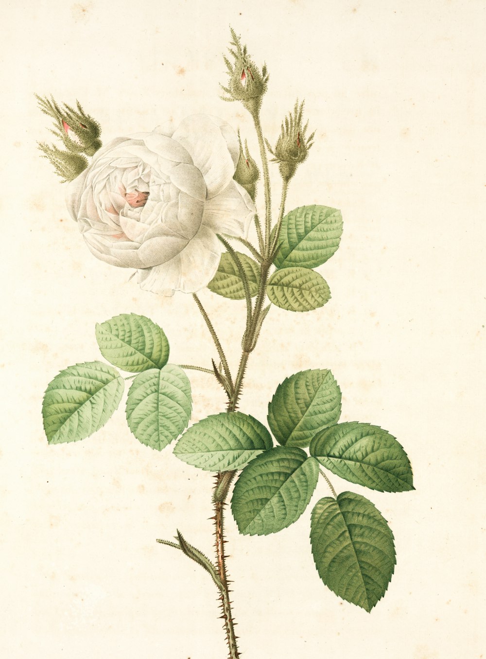rosa blanca con hojas verdes