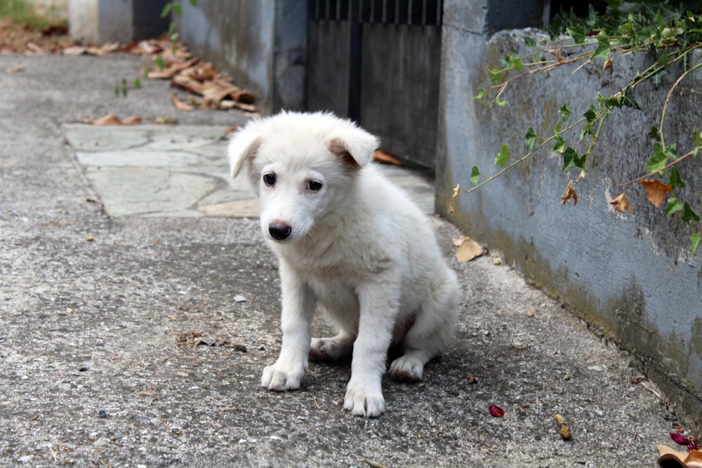 灰色のコンクリートの床に白い短いコートの犬