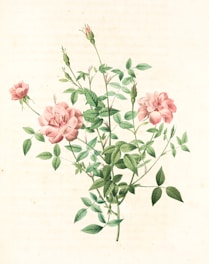 A botanical illustration of a rose plant with several blooming pink roses and numerous green leaves. The detailed artwork emphasizes the delicate texture of the petals and the serrated edges of the leaves.