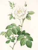 A botanical illustration features a white rose in full bloom, surrounded by lush green leaves. The intricate details of the petals and bud structure are showcased against a plain light background, highlighting the delicate textures and shapes.