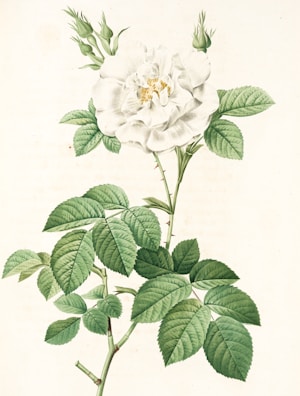 A botanical illustration features a white rose in full bloom, surrounded by lush green leaves. The intricate details of the petals and bud structure are showcased against a plain light background, highlighting the delicate textures and shapes.