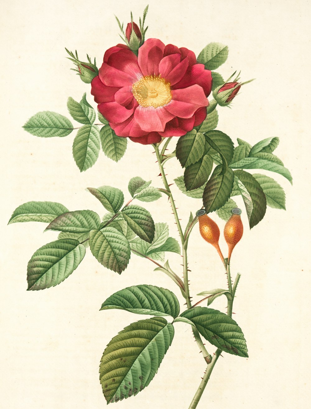 pink flower with green leaves illustration