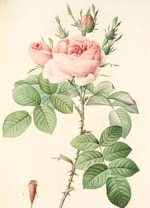 A botanical illustration of a rose plant featuring blooming pink roses and closed buds. The detailed drawing highlights the green leaves and thorny stem, showcasing the natural beauty and intricacies of the flower.