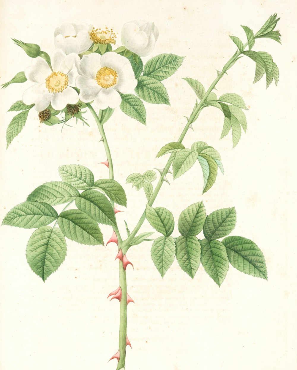 a drawing of a white flower with green leaves