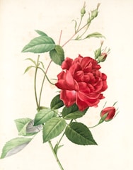 A detailed botanical illustration of a native Romanian flower, rendered with delicate watercolor strokes.