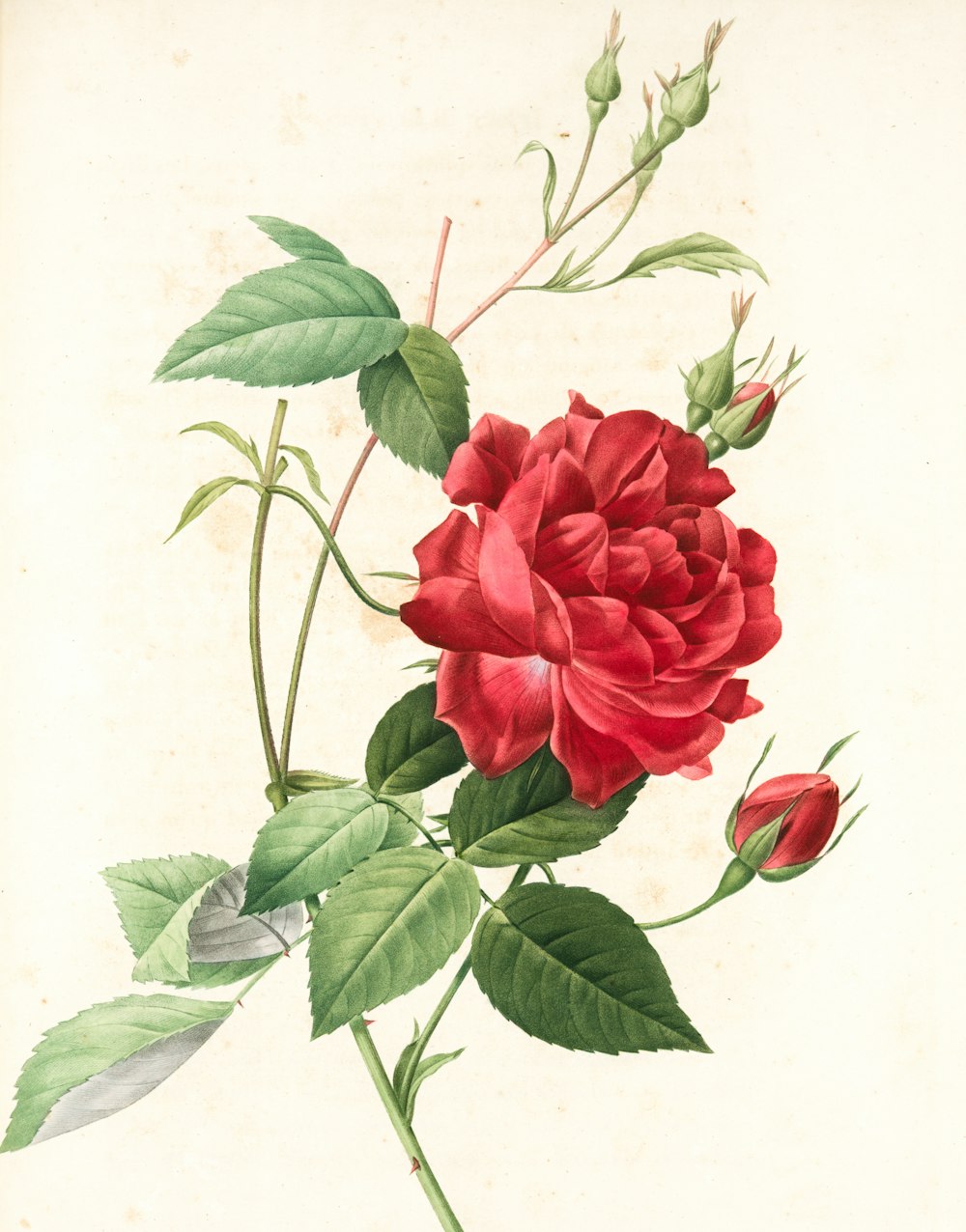 un dessin d’une rose rouge avec des feuilles vertes