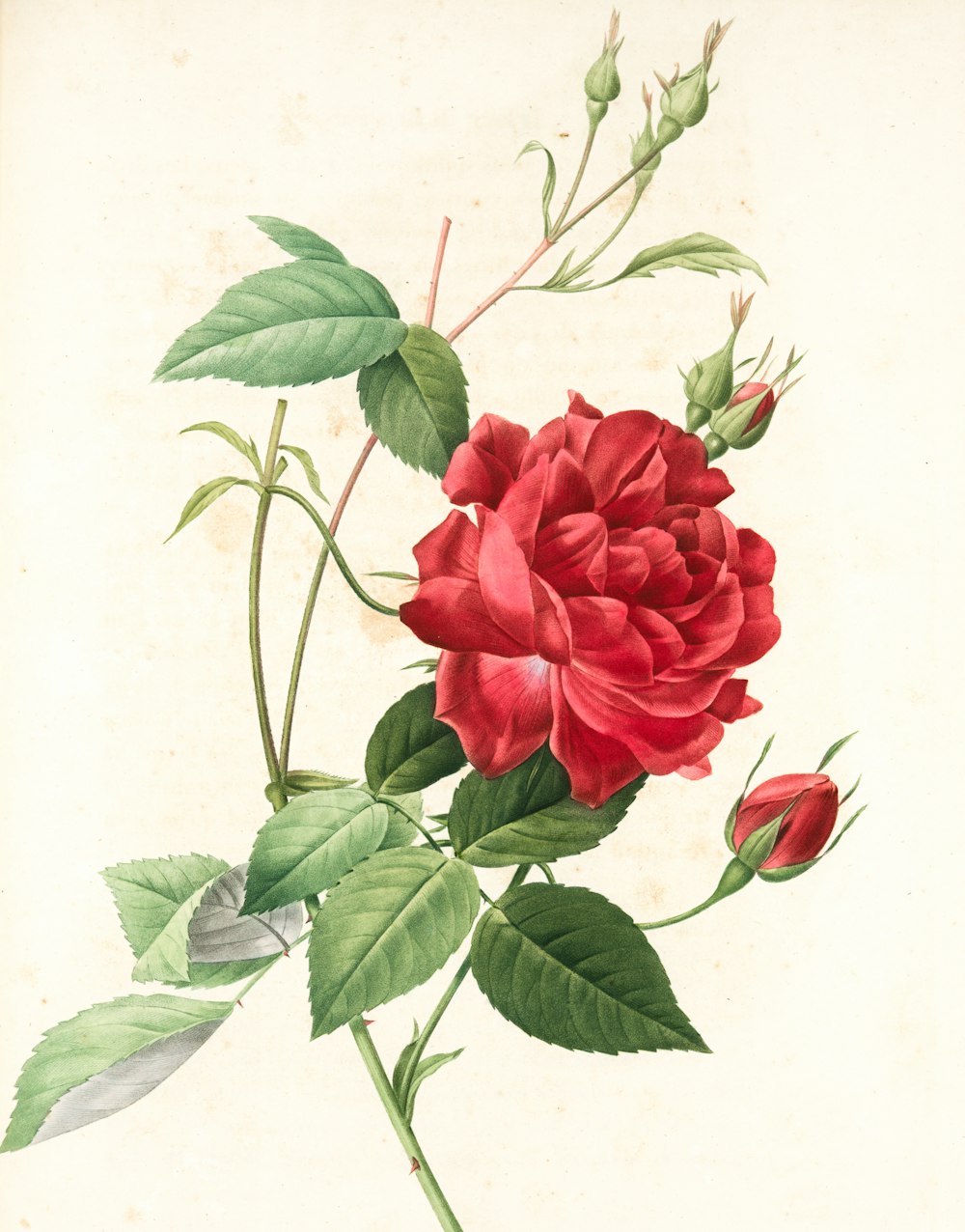 a drawing of a red rose with green leaves