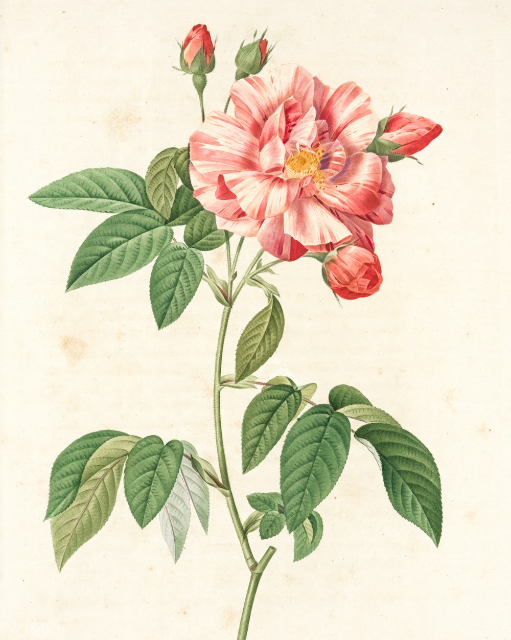 pink flower with green leaves painting