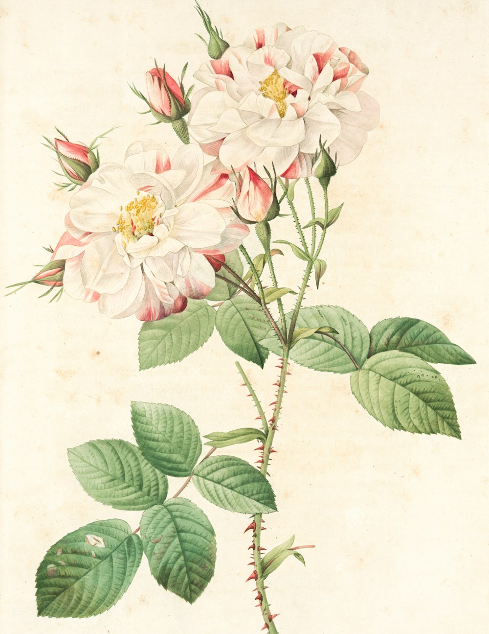white and pink flower painting