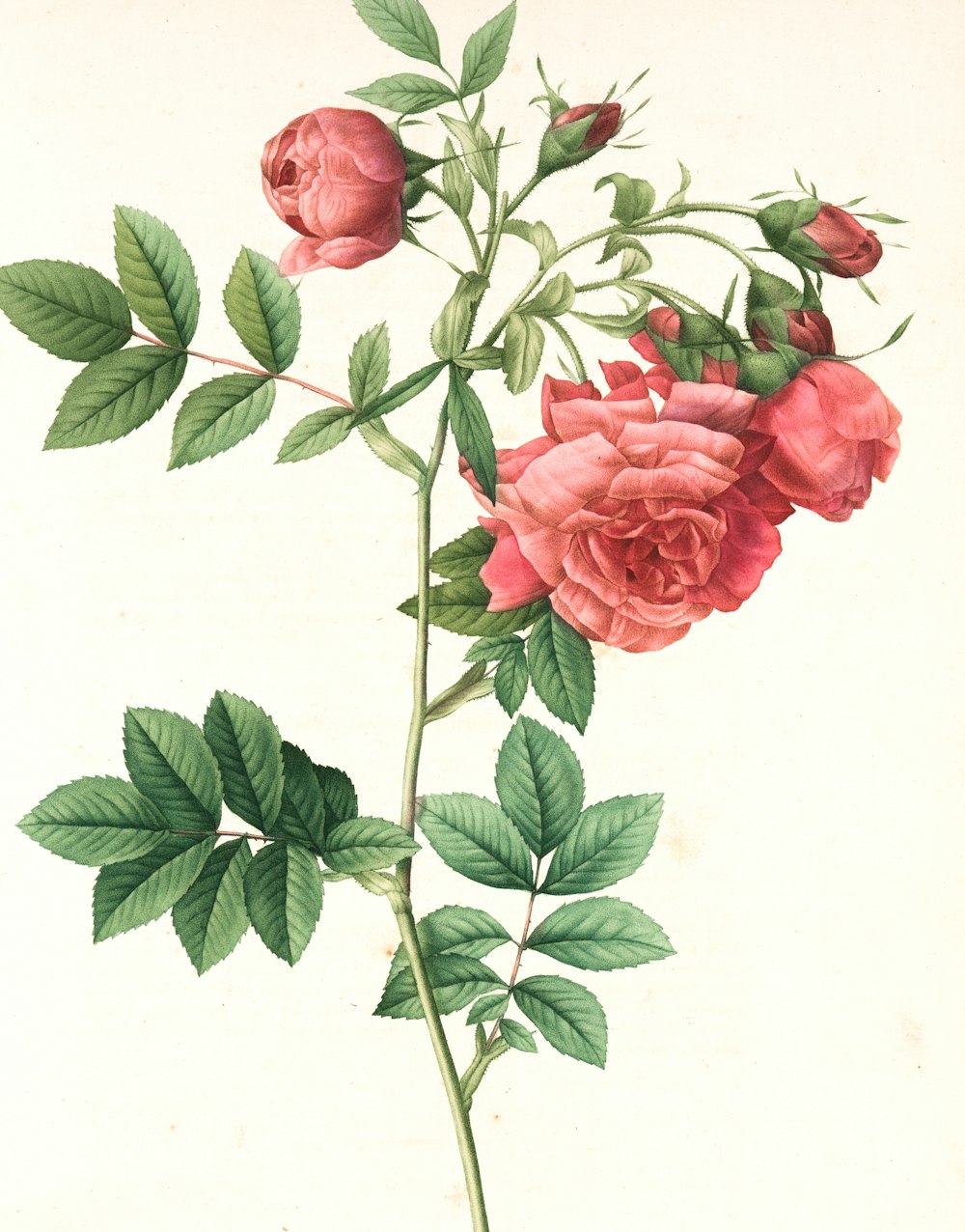 red roses with green leaves