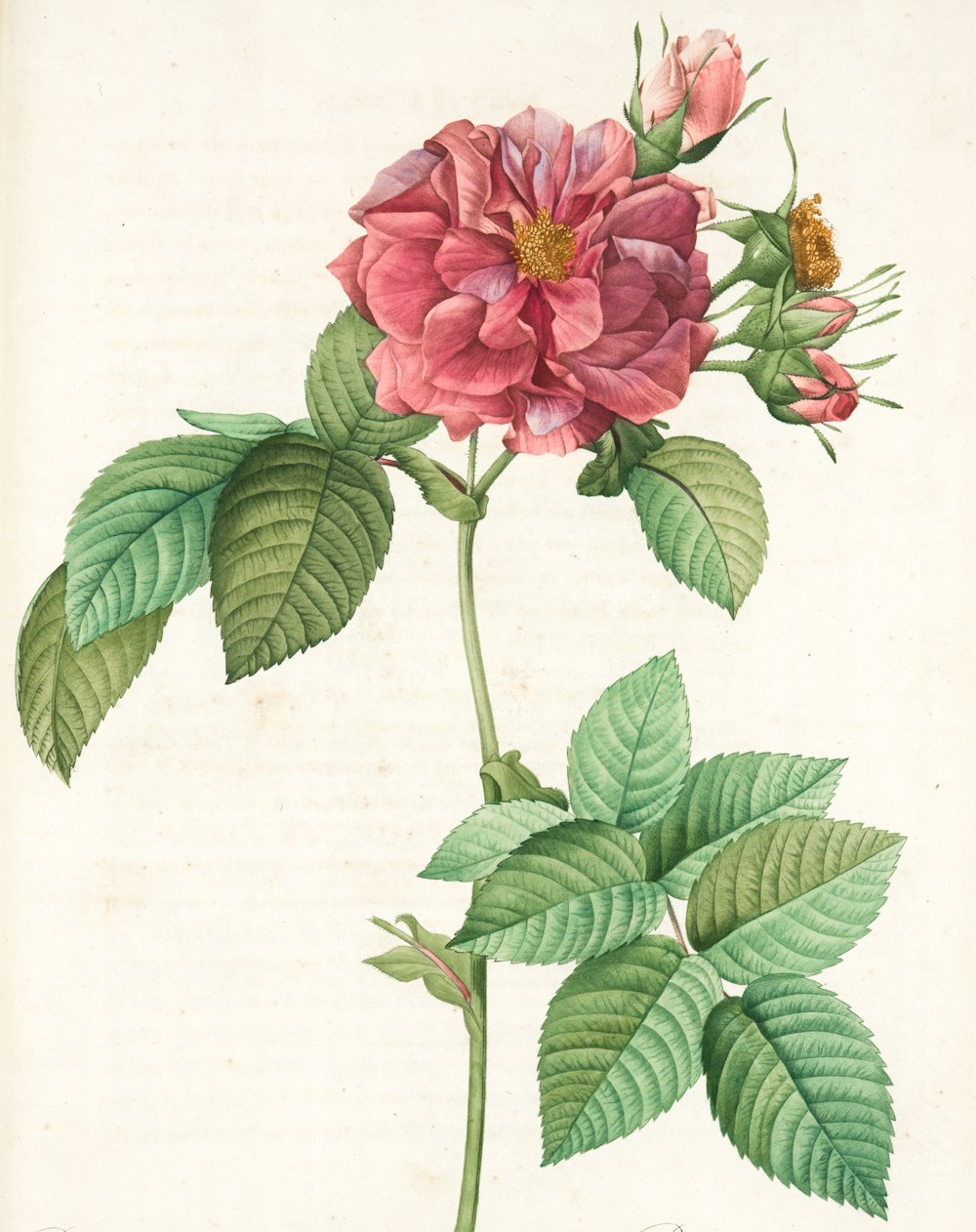 fiore rosa con foglie verdi