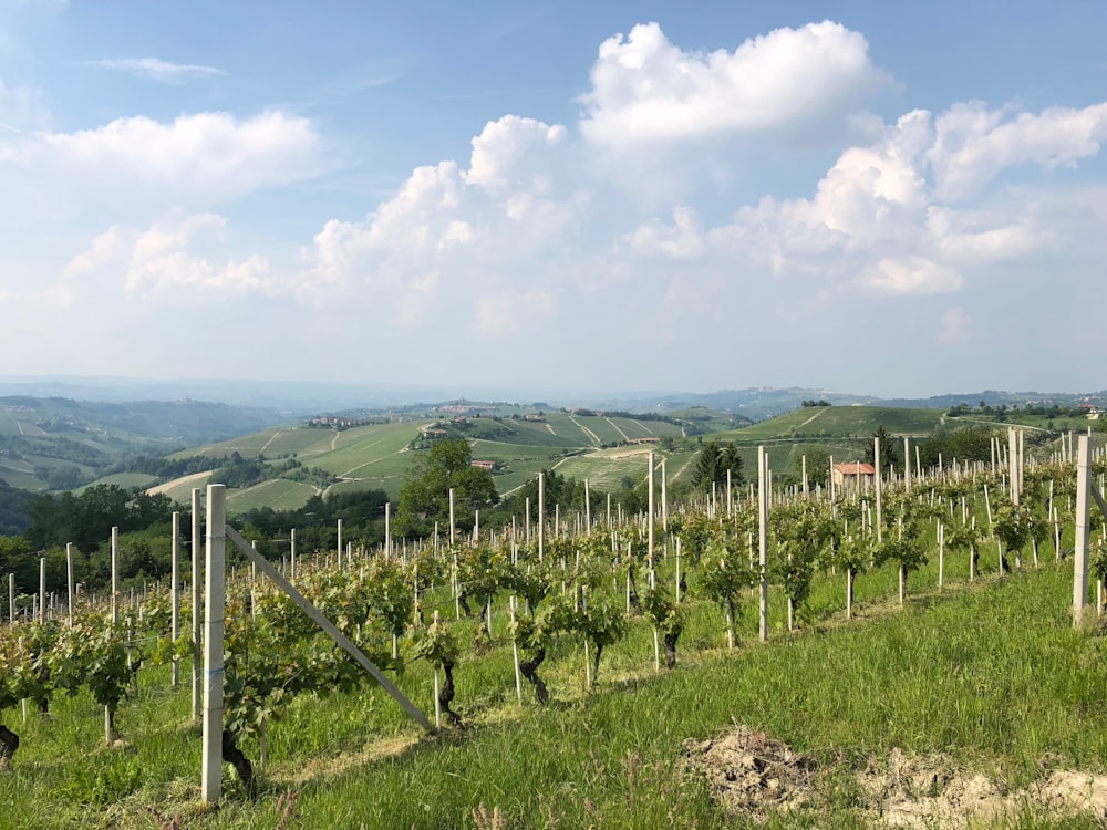 campo di erba verde sotto il cielo blu durante il giorno