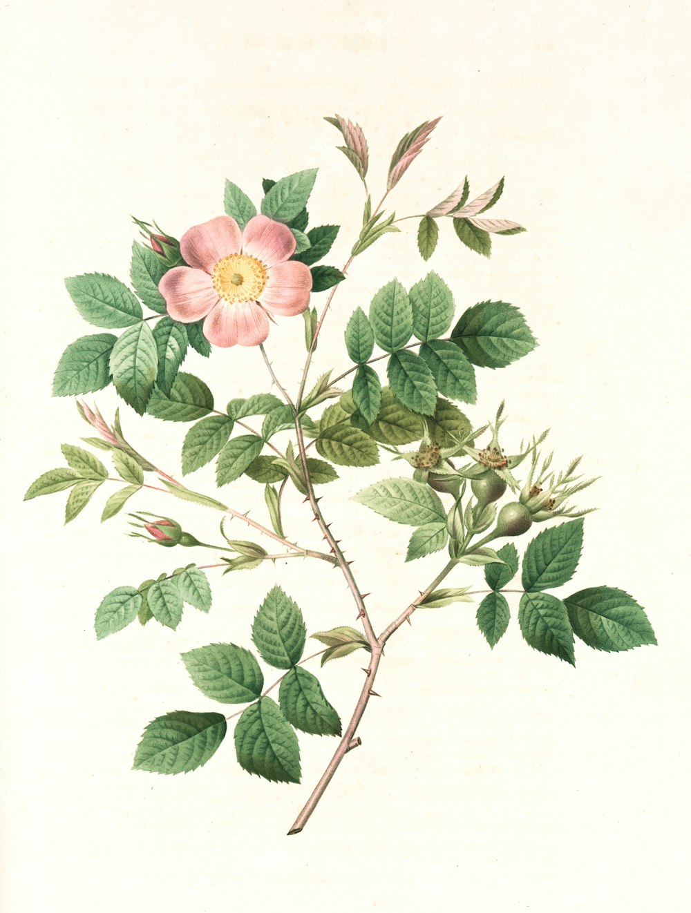 ilustração da flor rosa e verde