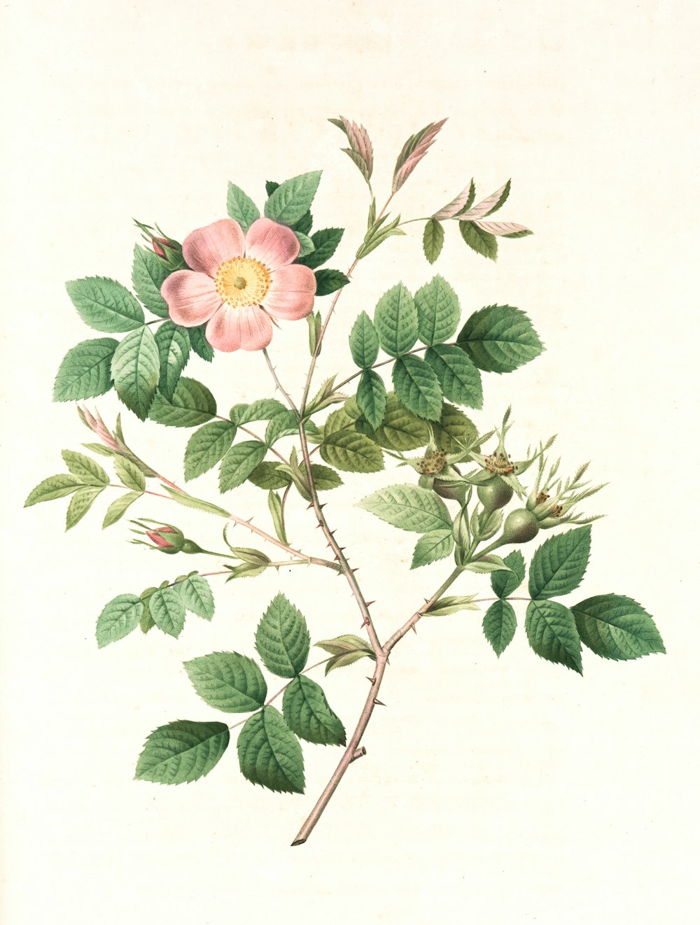 Ilustración de flores rosas y verdes