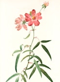 A detailed botanical illustration of a flowering plant with long, slender green leaves and vibrant pink flowers. The central flower is fully open with visible yellow stamens, while the others are partially opened or in bud form.