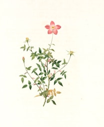 A detailed botanical illustration shows a flowering plant with a single prominent pink flower at the top, several buds, green leaves, and stems. The background is plain and light-colored, emphasizing the plant's vibrant colors and intricate details.