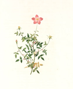 A detailed botanical illustration shows a flowering plant with a single prominent pink flower at the top, several buds, green leaves, and stems. The background is plain and light-colored, emphasizing the plant's vibrant colors and intricate details.