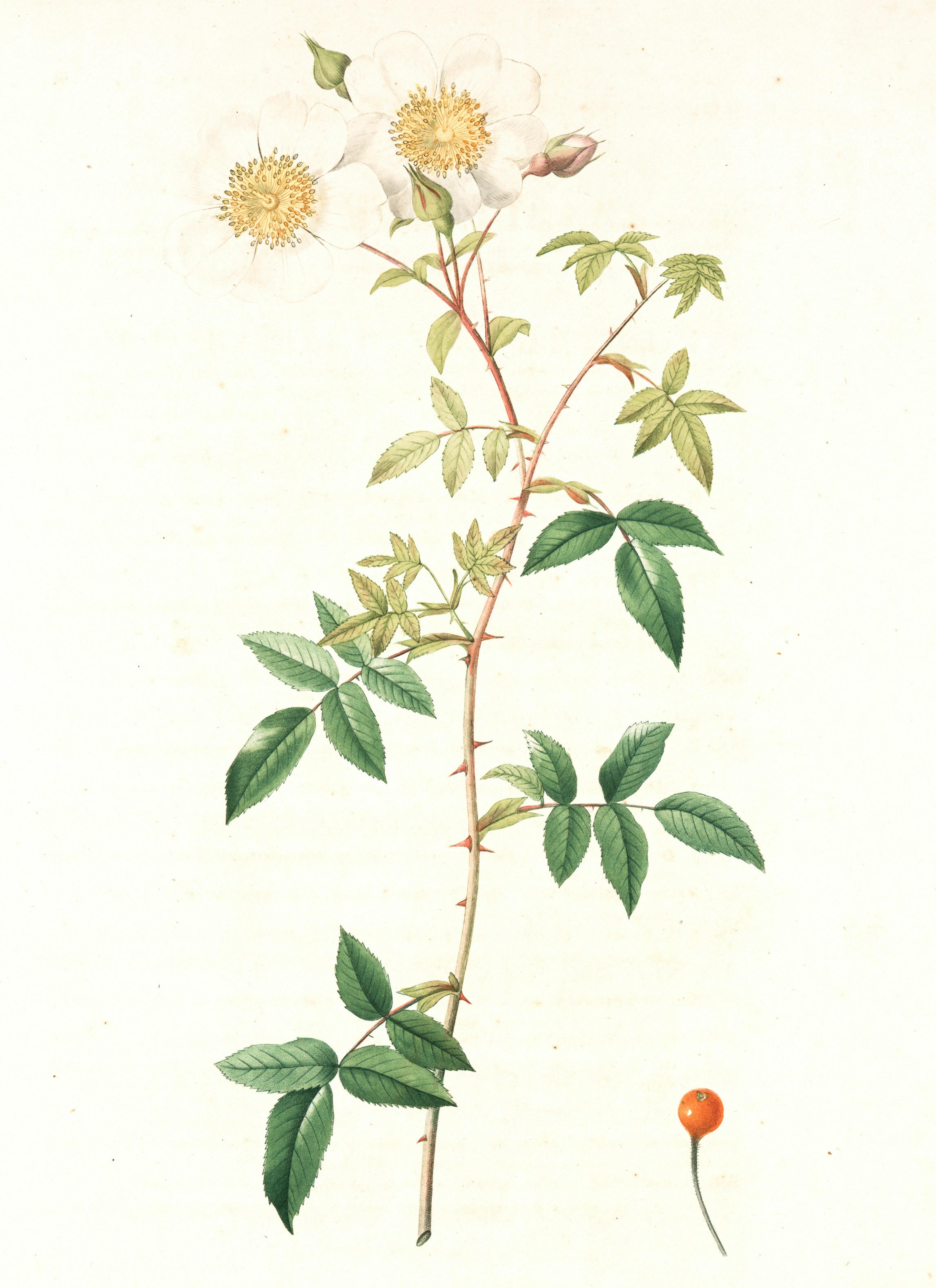 Rosa Semper-Virens Globosa; Rosier a feuilles persistantes