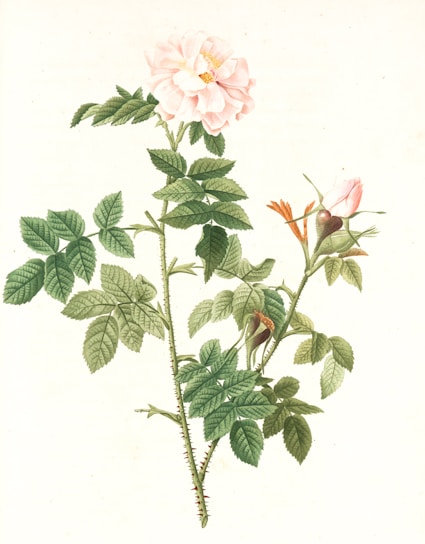 A detailed botanical illustration of a native Romanian flower with delicate shading on a cream background.