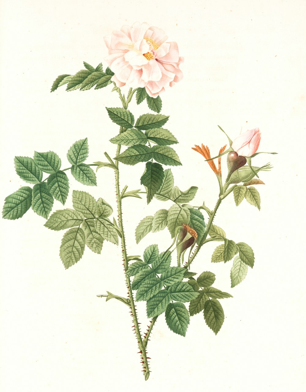 녹색 잎이있는 분홍색과 흰색 꽃