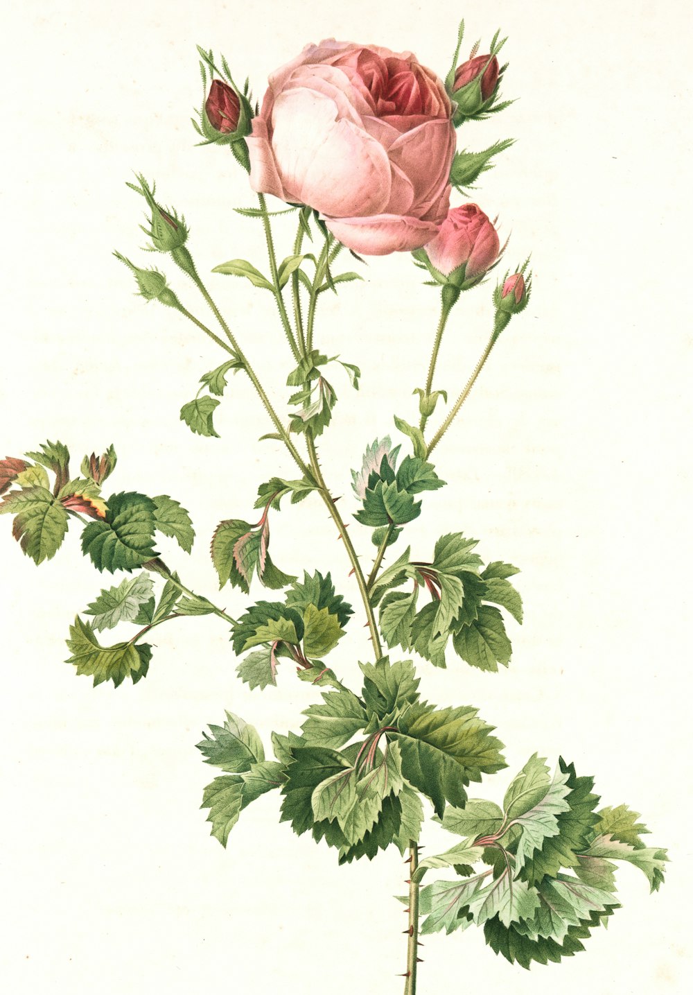 rosa rosa con foglie verdi