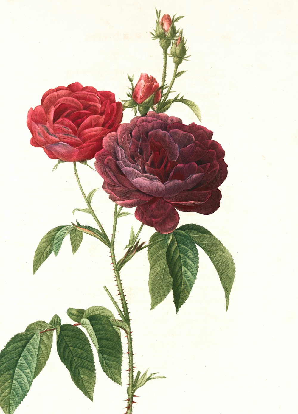 rosa Rosen mit grünen Blättern