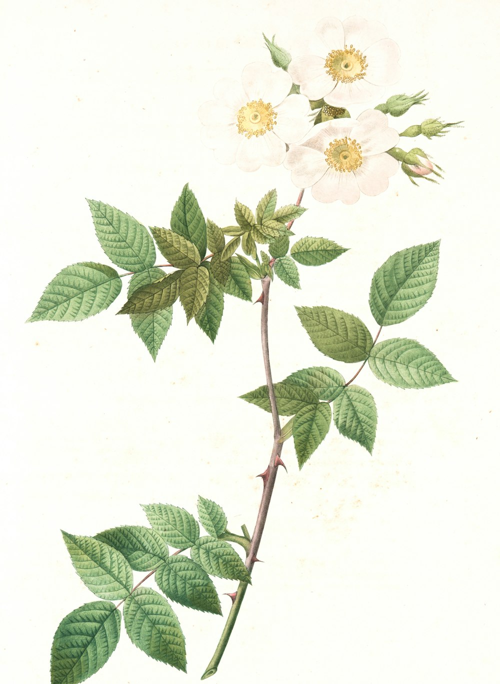 white and yellow flowers with green leaves