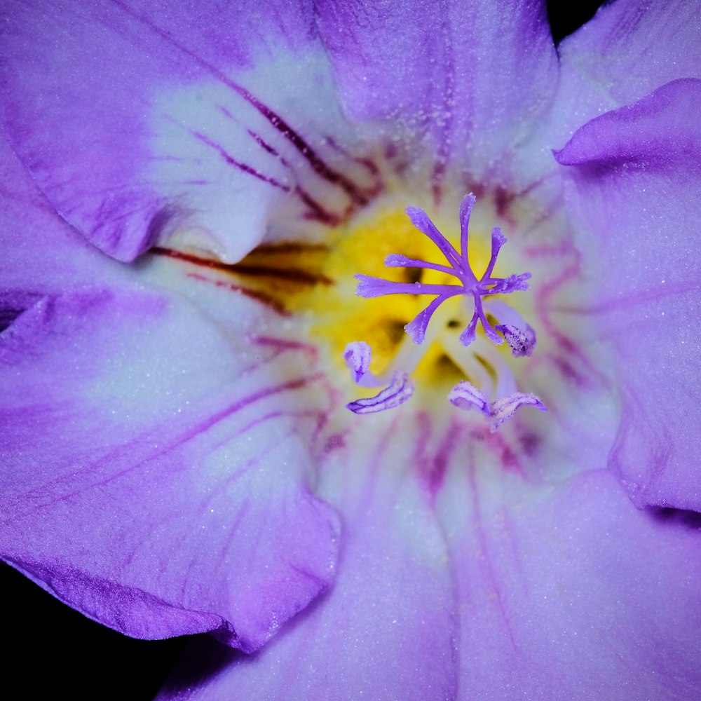 purple flower in macro shot