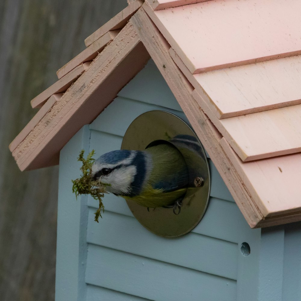 blue and yellow bird on brown wooden bird house