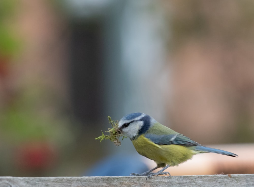 blue white and yellow bird on brown tree branch