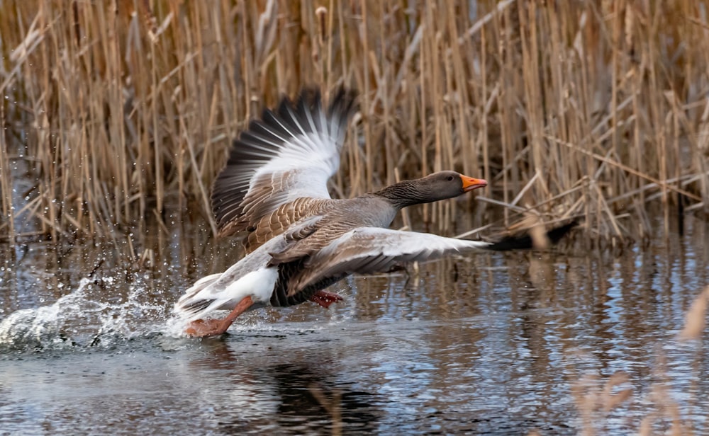 brown and white duck on water during daytime