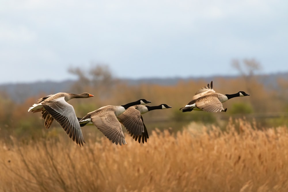 flock of geese flying during daytime