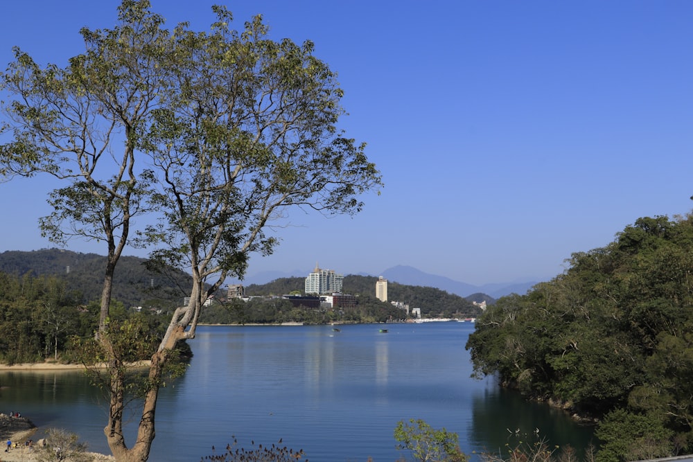 green trees near body of water during daytime