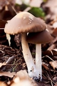 Two brown mushrooms with white stalks are growing among dry leaves and twigs on the forest floor. The surrounding environment appears natural and earthy, with a slightly blurred background featuring hints of green foliage.