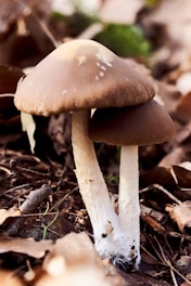 Two brown mushrooms with white stalks are growing among dry leaves and twigs on the forest floor. The surrounding environment appears natural and earthy, with a slightly blurred background featuring hints of green foliage.