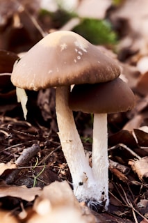 Two brown mushrooms with white stalks are growing among dry leaves and twigs on the forest floor. The surrounding environment appears natural and earthy, with a slightly blurred background featuring hints of green foliage.