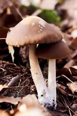 Two brown mushrooms with white stalks are growing among dry leaves and twigs on the forest floor. The surrounding environment appears natural and earthy, with a slightly blurred background featuring hints of green foliage.