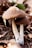 Two brown mushrooms with white stalks are growing among dry leaves and twigs on the forest floor. The surrounding environment appears natural and earthy, with a slightly blurred background featuring hints of green foliage.