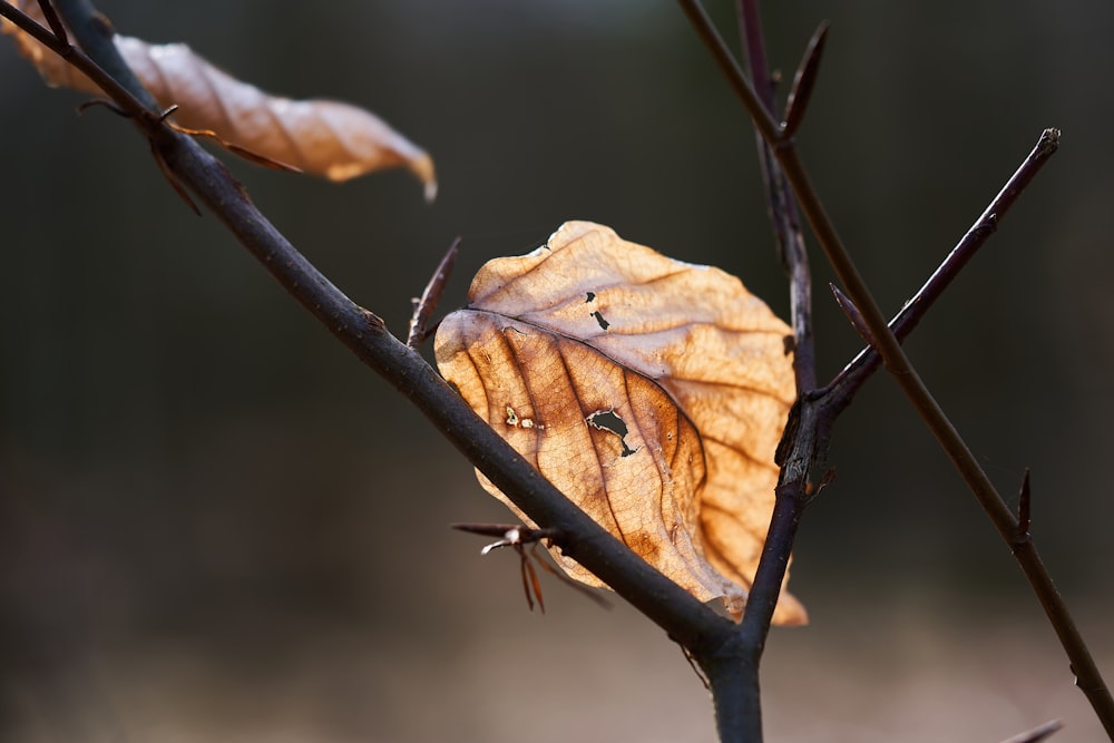 brown leaf in tilt shift lens