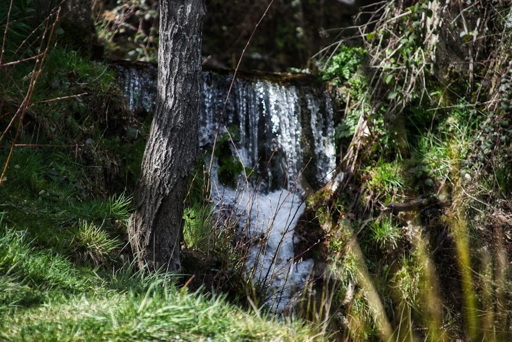 green grass and trees near river during daytime