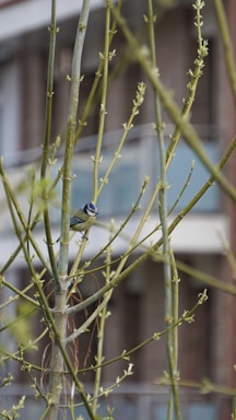 blue and white bird on brown tree branch during daytime
