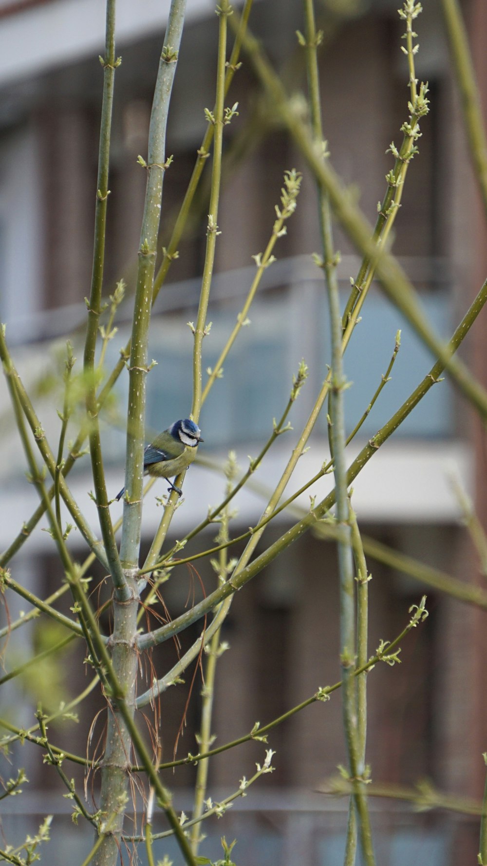 blue and white bird on brown tree branch during daytime