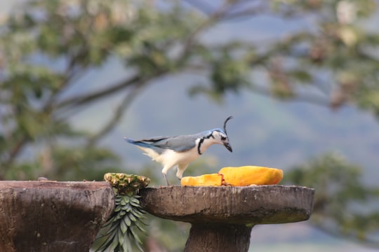 white and black bird on brown wooden log during daytime in Guanacaste Province Costa Rica