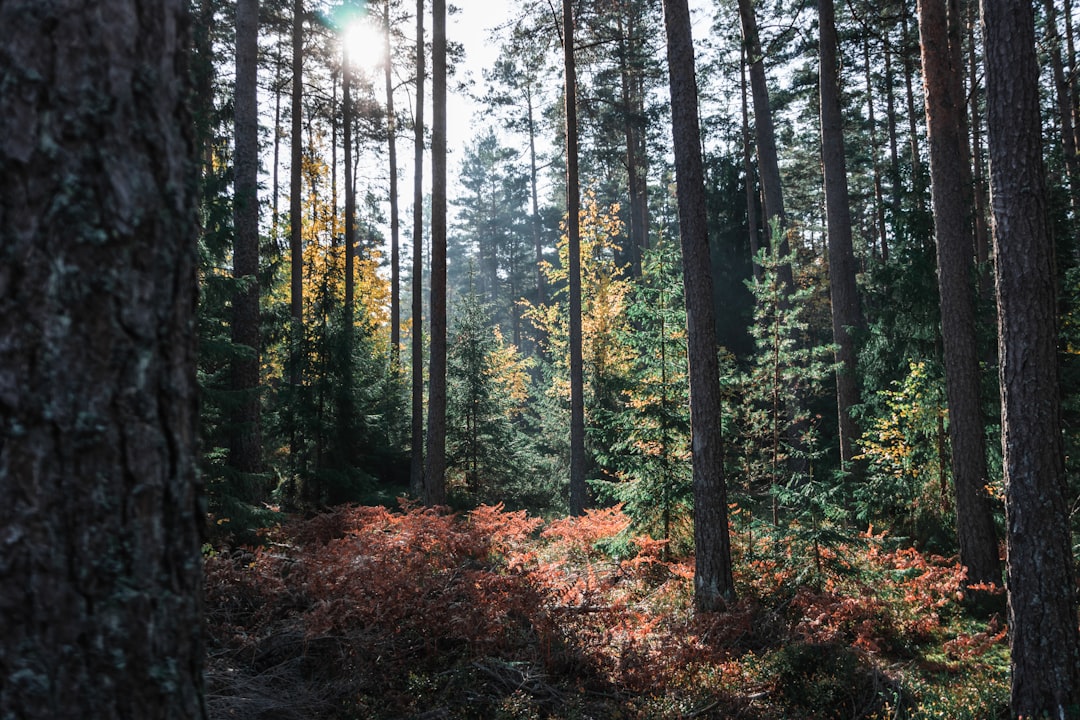 Forest photo spot Stockholm Haga Park