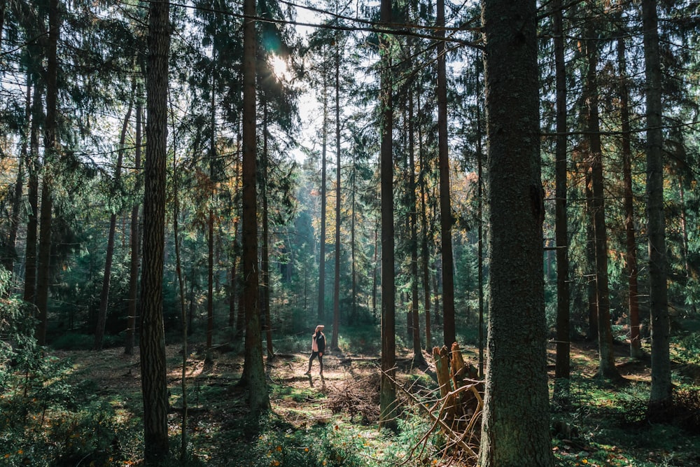 person in black jacket walking on forest during daytime