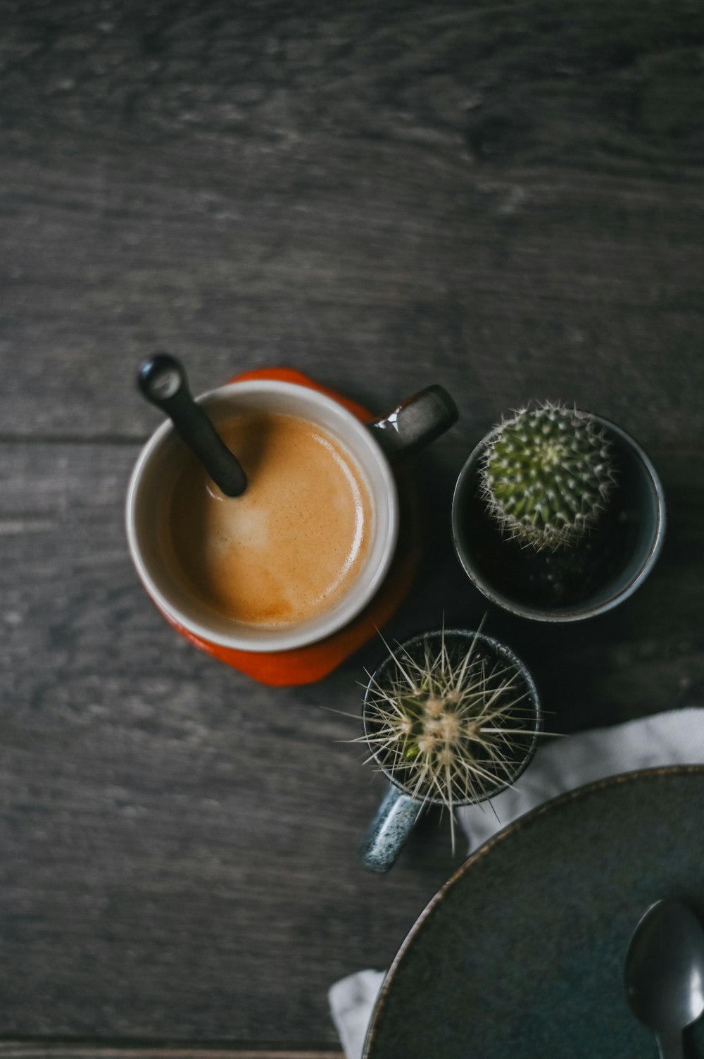 cactus verde in tazza di ceramica marrone